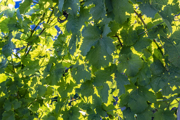detail of vine in green vineyard