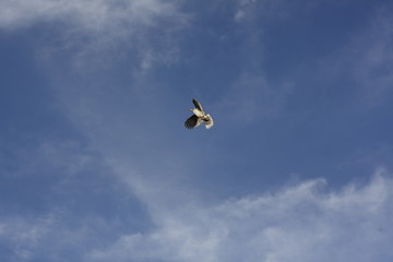 single native bird flying alone, diving, on a clear blue sky, Australia, rural New South Wales