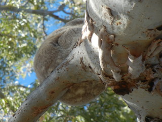 young furry Koala holding tight to gum tree trunk on a cold windy day in Gunnedah, New South Wales, Rural Australia