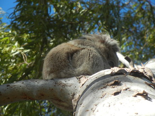 young furry Koala holding tight to gum tree trunk on a cold windy day in Gunnedah, New South Wales, Rural Australia