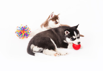 Two Siberian Husky puppy playing with a toys.