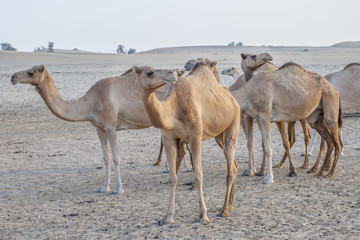Camel attraction for tourists in desert in UAE
