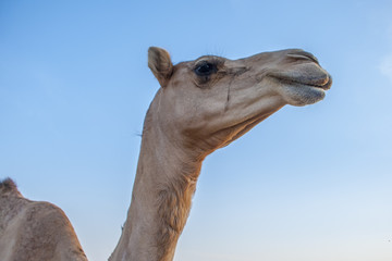 Obraz premium Camel attraction for tourists in desert in UAE