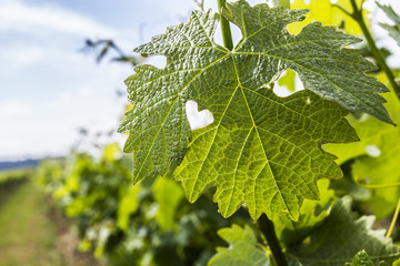 Green Leaf of grapes with a heart - a sign of love