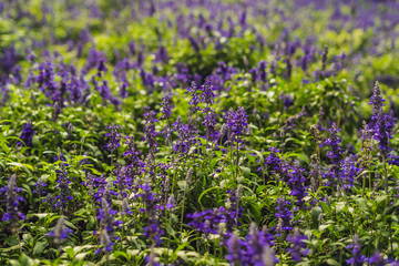 Obraz premium Lavender flowers at sunlight in a soft focus, pastel colors and blur background