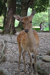 Young deer wandering at Hiroshima, Hatsukaichi Miyajimacho, Japan