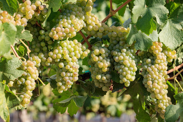Multiple bunches of ripe Chenin Blanc grapes on summer vine