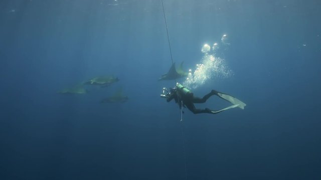A diver wirh mobulas in the Atlantic