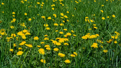 dandelions on the green meadow day