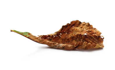 Dry chestnut leaf isolated on white background