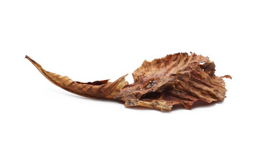 Dry chestnut leaf isolated on white background
