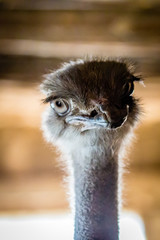 Ostrich