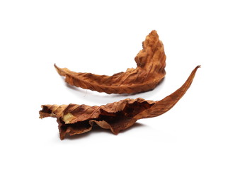 Dry chestnut leaf isolated on white background