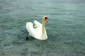 Beautiful white swan close up