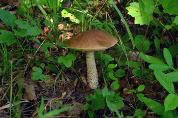 Mushroom in the forest among the leaves.