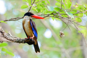 black-capped kingfisher is a tree kingfisher which is widely distributed in tropical Asia from India east to China, Korea and Southeast Asia