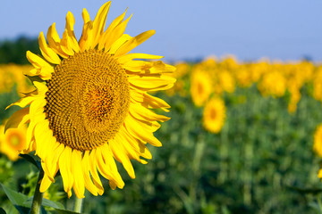 Green field of sunflowers and blue sky