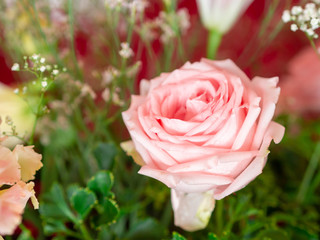 Close up pink rose in wedding background.