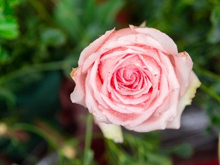 Close up pink rose flower in green background.