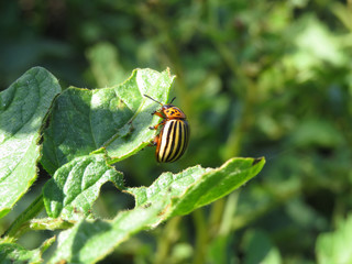 Colorado beetle on potato leaf in summer, Leptinotarsa decemlineata