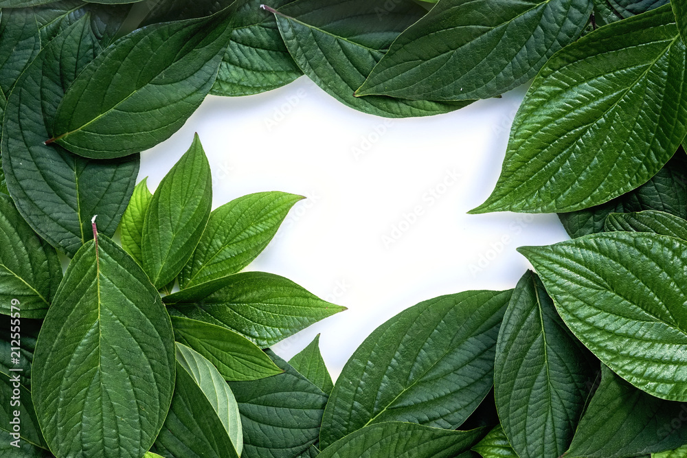 Poster beautiful composition layout of fresh juicy textured green leaves with copy space, flat lay, nature 