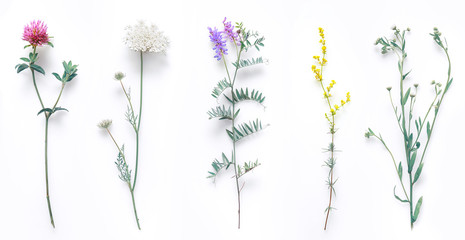 Set of wild flowers, flowering grass, natural field plants, color floral elements, beautiful decorative floral composition isolated on white background, macro, flat lay, top view. - obrazy, fototapety, plakaty