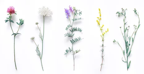 Gordijnen Set van wilde bloemen, bloeiend gras, natuurlijke veldplanten, kleur bloemenelementen, mooie decoratieve bloemensamenstelling geïsoleerd op een witte achtergrond, macro, plat lag, bovenaanzicht. © Laura Pashkevich