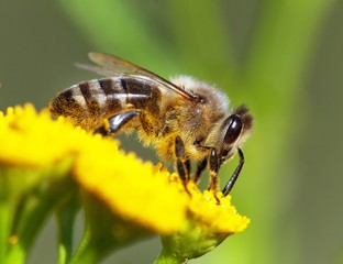 bee or honeybee in Latin Apis Mellifera