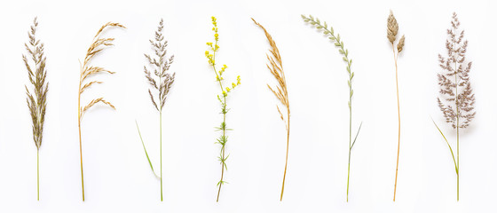 Set of wild ripe herbs grass and twigs, natural field plants, color floral elements, beautiful decorative floral composition isolated on white background, macro, flat lay, top view. - Powered by Adobe