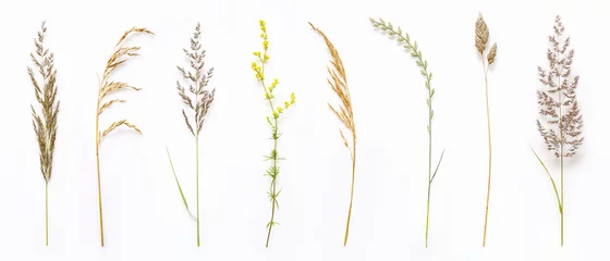 Glasschilderij Gras Set van wilde rijpe kruiden gras en twijgen, natuurlijke veldplanten, kleur bloemenelementen, mooie decoratieve bloemensamenstelling geïsoleerd op een witte achtergrond, macro, plat lag, bovenaanzicht.
