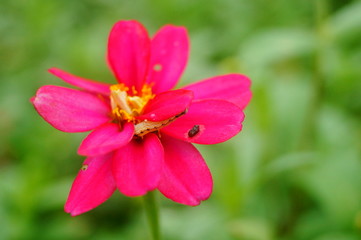 Fototapeta premium The red flowers are in the green belt. It's beautiful.