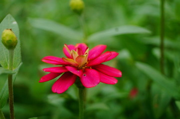 The red flowers are in the green belt. It's beautiful.