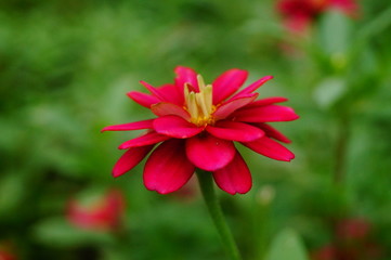 The red flowers are in the green belt. It's beautiful.