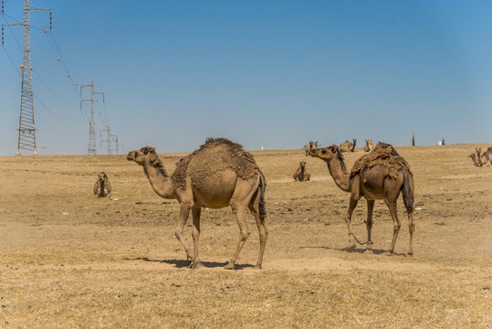 Camels in the Negev desert