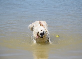 Knoblauch, Chilli und  Pfefferkörner auf einem Holzbrett