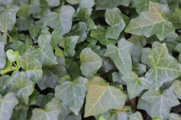green leafs of plant texture background