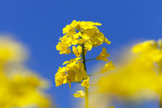 flowering rapeseed canola or colza