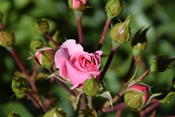 Rosen an einem Strauch in der Abendd&auml;mmerung
