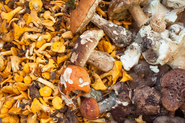 Fresh mushrooms picked up directly from the wood as background