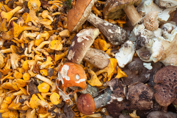 Fresh mushrooms picked up directly from the wood as background