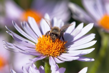 bee or honeybee in Latin Apis Mellifera on flower