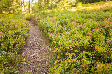 a path among blueberry plants inside a typical forest of the Italian Alps