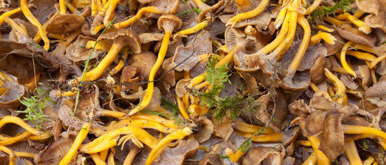Fresh mushrooms picked up directly from the wood as background