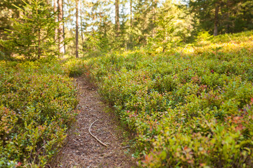 Fototapeta na wymiar a path among blueberry plants inside a typical forest of the Italian Alps