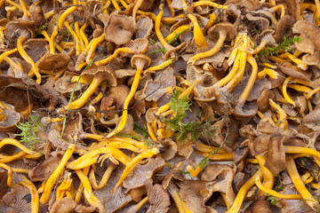 Fresh mushrooms picked up directly from the wood as background