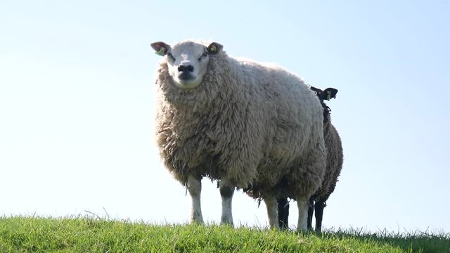 Pecora cachemere in Olanda del nord