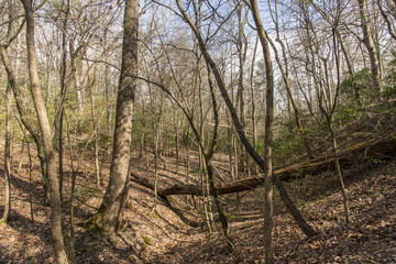Obraz premium Trees in a forest
