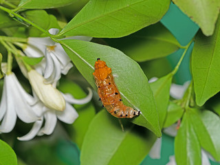 Caterpillar Pupate on Green Leaf Isolated on Background