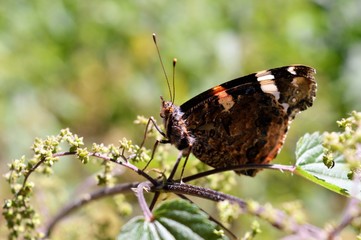 Schmetterling Admiral - älteres Männchen mit Kampfspuren an den Flügeln auf einer blühenden Brennnessel 