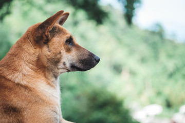 The rock in the forest with blurred background